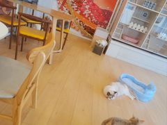 -Let's go狗咖·猫咖·奶狗·桌游(春熙路IFS店)
