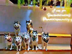 -Husky Go! 哈士奇体验馆·宠物咖啡厅狗咖