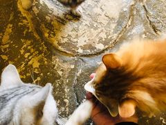 -猫猫幼稚园·撸猫·桌游·电玩
