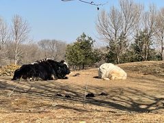 -北京野生动物园