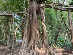 -中国科学院西双版纳热带植物园