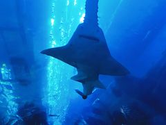 -迪拜水族馆及水下动物园