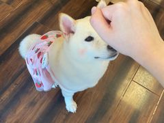 -豆柴町-柴犬主题狗咖(红鼎国际C座店)