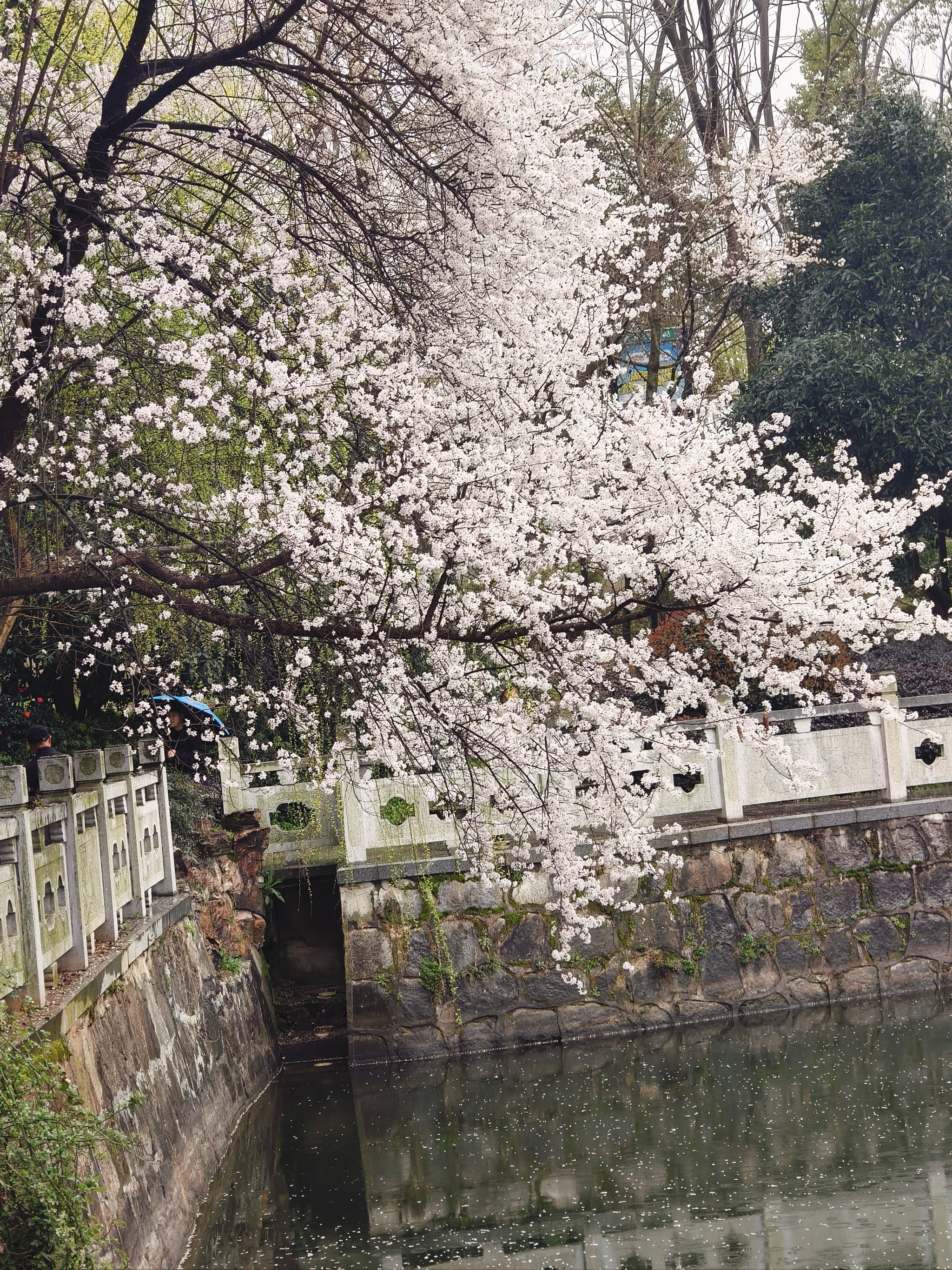 长沙月湖公园樱花图片