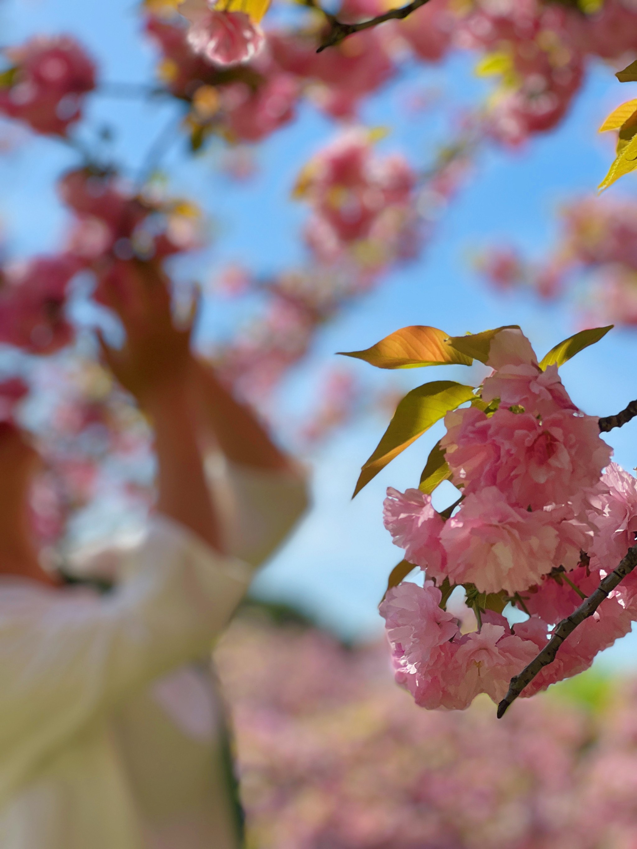 辽宁省朝阳市樱花节图片