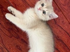 -欣宠猫屋·矮脚拿破仑·蓝金金渐层