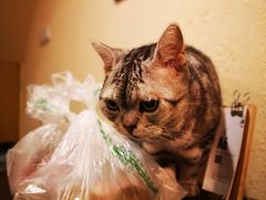 -猫友咖啡店(玉林西路店)