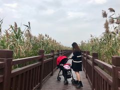 -芒洲湿地公园