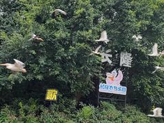 -广州长隆飞鸟乐园