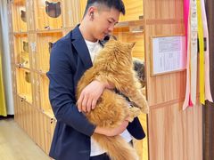 -猫十亿·布偶金渐层·曼基康矮脚猫舍(青年路店)