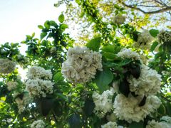 -莹珠阁·私房菜