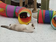 -喵园·猫主题咖啡厅·撸猫·猫咖(国贸店)