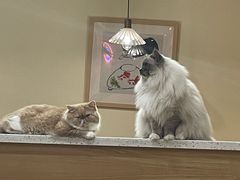 -滚猫咖啡·猫咖·猫友好撸猫(未来城店)