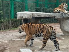 -上海野生动物园老虎餐厅