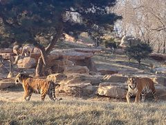 -北京野生动物园