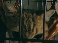 -宠爱国际动物医院·消化内科·心肾内科·ISFM猫友好(望京店)
