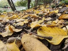 -牡丹游泳馆(金山馆)