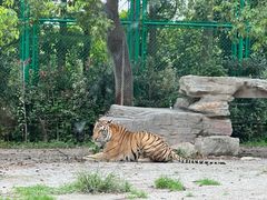 -上海野生动物园老虎餐厅