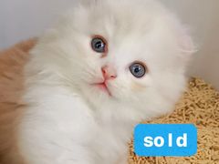 -Bastet sally猫舍购宠(静安店)
