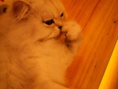 -猫腻·猫咖·撸猫馆(星光大道店)