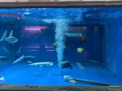 -中环花鸟鱼虫市场