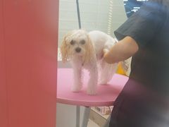 -FAELING PETS美天灵宠物(合生汇店)