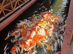 -侠成水上农庄(工业大道店)