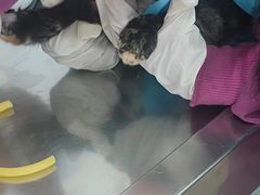 -暖阳宠物医院·犬猫康复中心·骨科