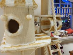 -藏猫猫咖啡主题馆(中央大道店)