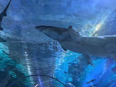 -海合安武汉极地海洋公园
