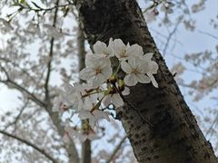 -高东镇樱花园