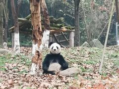 -都江堰中华大熊猫苑