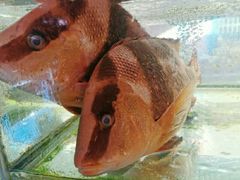 -胜海大排档·海鲜·黄鳝饭(十年老店)