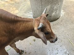 -广州长隆飞鸟乐园