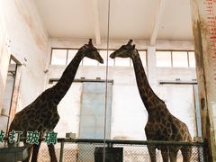 -石家庄市动物园