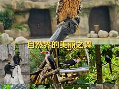 -新加坡飞禽公园