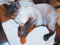 -猫友咖啡店(玉林西路店)