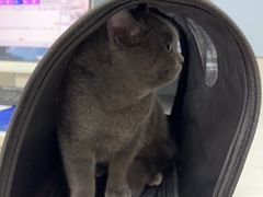 -中农国际动物医院24小时·猫科·骨科·急重症中心