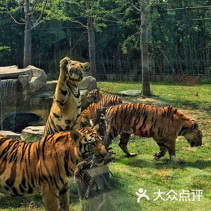 野生動物園美食廣場