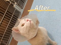 -萌兽医馆·犬猫专科·眼科中心·宠物医院(朝阳门分院)