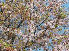 -高东镇樱花园