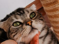 -Catmate·猫肥家润(金润铂宫店)