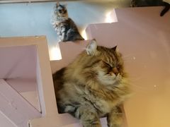 -猫儿山۰猫主题餐厅