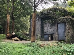 -都江堰中华大熊猫苑