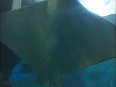 -北戴河圣蓝海洋公园