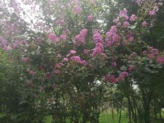 -淇河国家湿地公园