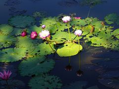 -中国科学院西双版纳热带植物园