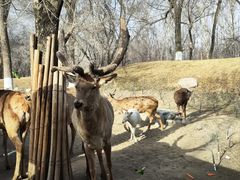 -北京野生动物园