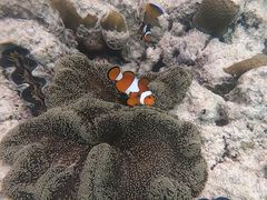 -邦邦岛