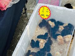 -中环花鸟鱼虫市场